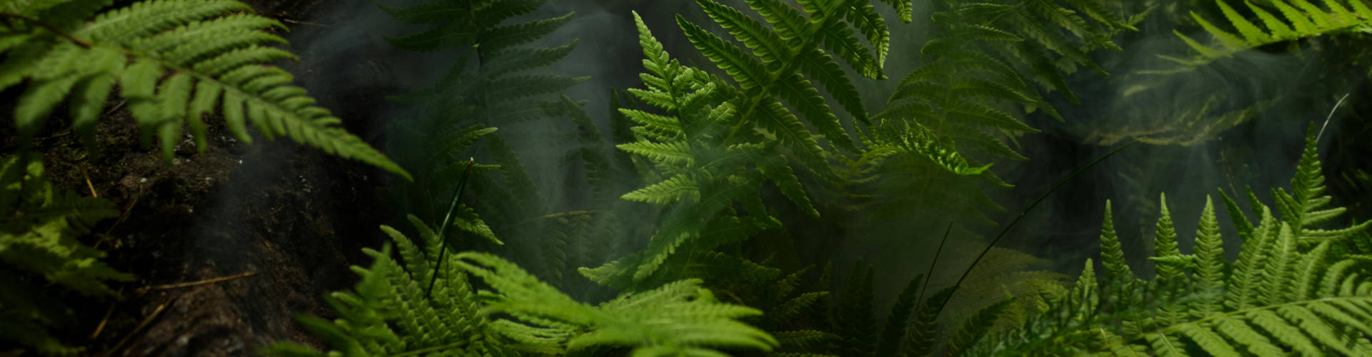 Green jungle leaves, tropical atmosphere at Thai Garden Resort Hotel